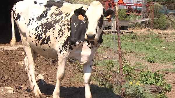 Swan Brother’s Dairy is fighting to stay open due to inflation, drought issues