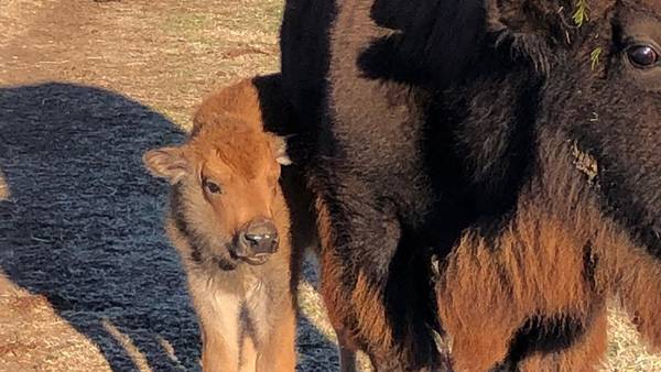 Pawnee Bill Ranch celebrates birth of baby bison