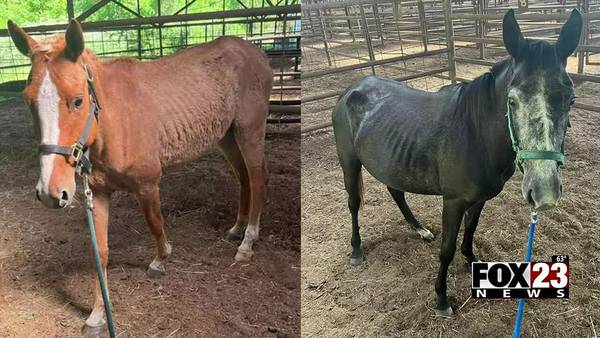 Video: Man accused of animal abuse after two neglected horses found roaming in Tulsa County