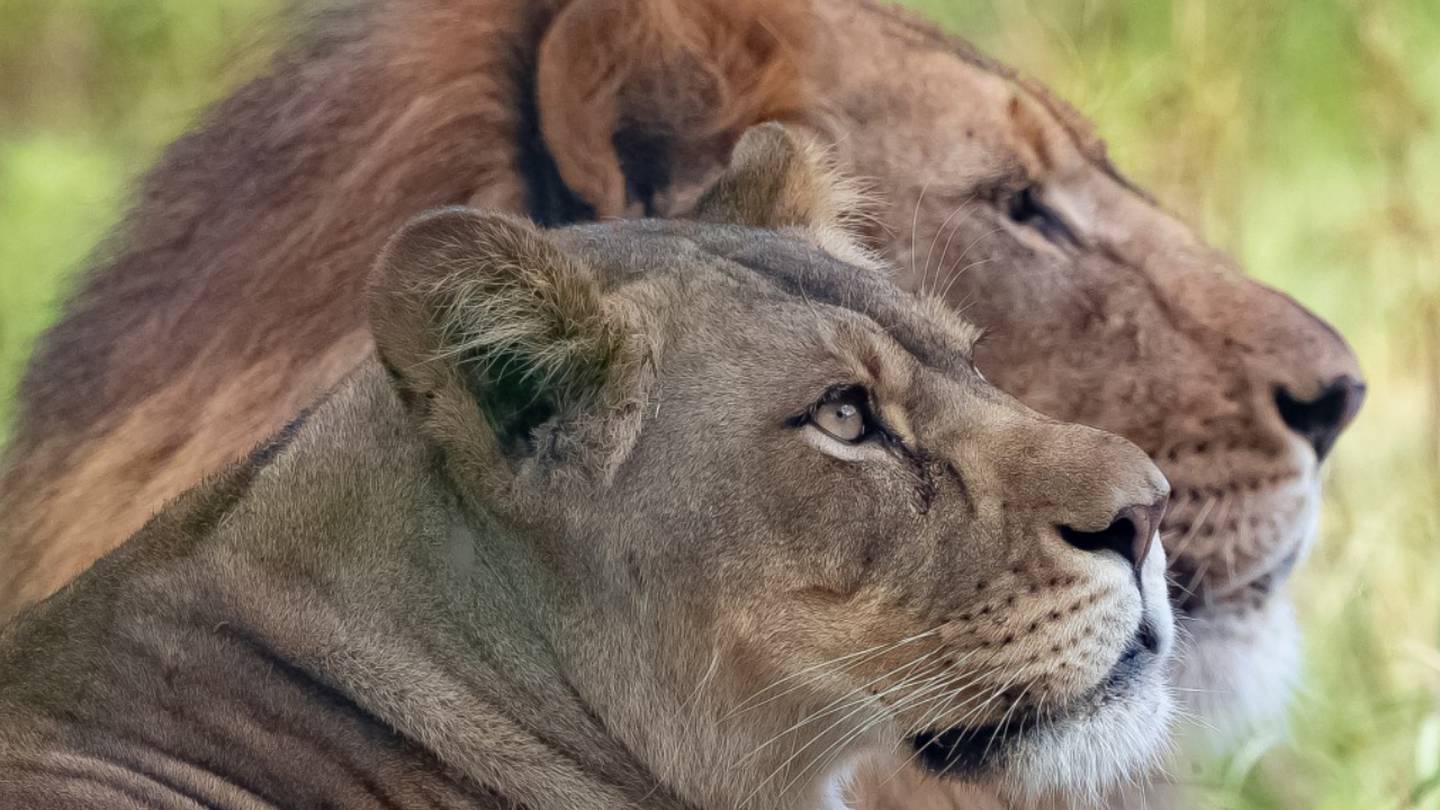 Coronavirus: 3 lions at New Orleans zoo test positive – FOX23 News