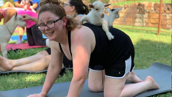 High On A Hill Dairy Goats offering goat yoga in Kellyville 