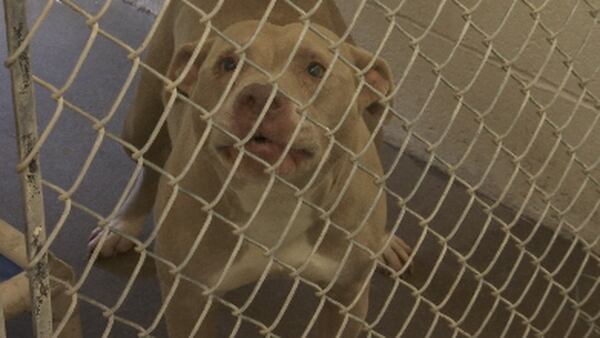 Washington County SPCA in dire need of adoptions