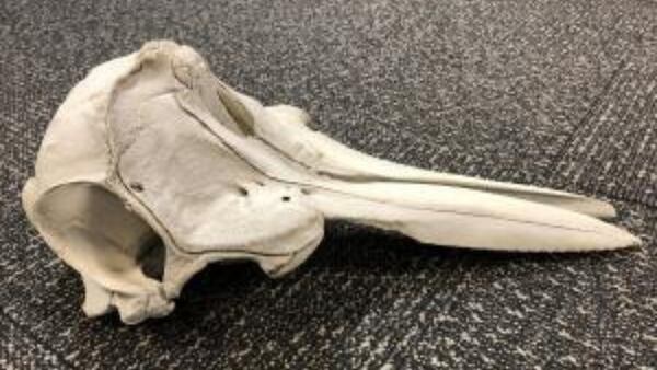 Customs agents find dolphin skull at airport in Michigan