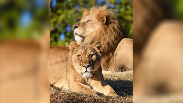 African lioness at Oklahoma City Zoo is pregnant