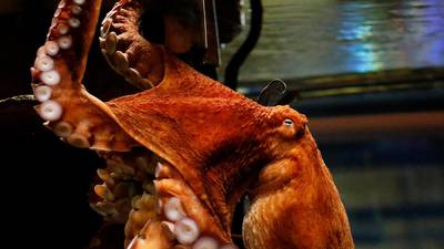 PHOTOS: Oklahoma Aquarium remembers beloved octopus