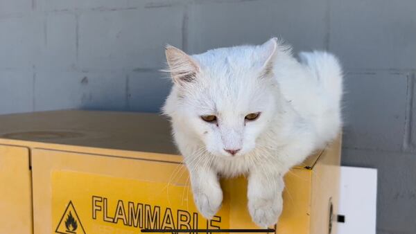 Meet Sprite, an adopted cat on the hunt at Tulsa mulch site