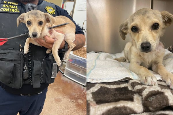 Chihuahua puppy miraculously survives after being shot with an arrow in her neck in California