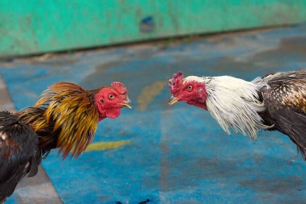 Nearly 150 roosters euthanized after cockfighting ring raided in California